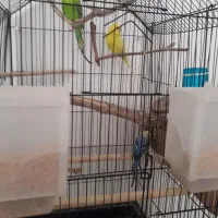 عروس ههلندی و مرغ عشق|پرنده|بیرجند, |دیوار