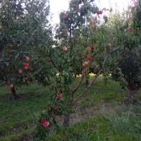 فروش دو هکتار و سههزار متر باغ22ساله|فروش دفتر صنعتی، کشاورزی، تجاری|مهاباد (آذربایجان غربی), |دیوار