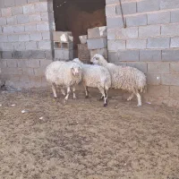 فروش ۱۴راس میش ارزون قیمت|حیوانات مزرعه|شیراز, ارم|دیوار