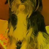 سگ گمشده ترییر