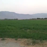 اجاره یکساله زمین کشاورزی