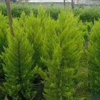 صنوبر نقگرا ترکیه|گل و گیاه طبیعی|ماهان, |دیوار