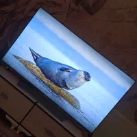 تلویزیون 55 آیوا