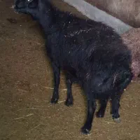 فروش قوچ هترو