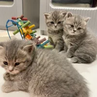 بچه گربه اسکاتیش انفولد