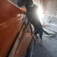 سگ دوبرمن نر|سگ|گرگان, |دیوار