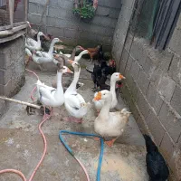 غاز بالغ  مرغ محلی تخم گزارن