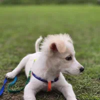 واگذاری سگ اشپیتز