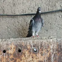 سار شکلاتی|پرنده|تهران, سعیدآباد|دیوار