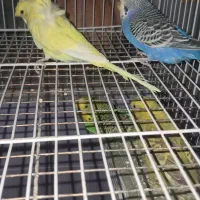 مرغ عشق مولد|پرنده|پردیس, فاز ۴|دیوار