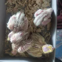 عروس هلندی لوتینو (جوجه)