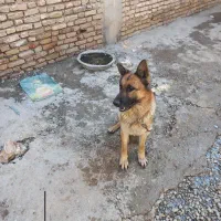 ژرمن و پاکوتاه