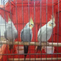 عروس هلندی|پرنده|اطاقور, |دیوار