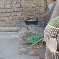 ۴عدد قفس سالم همراه وسایل|لوازم جانبی حیوانات|قم, شهرک مهدیه (مدرس)|دیوار