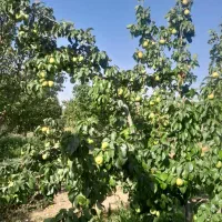 با کمکِ من،تو باغ رویاهات قدم بزار(خانوم کریم خانی|فروش دفتر صنعتی، کشاورزی، تجاری|مشکین‌دشت, |دیوار