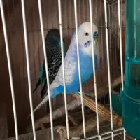 مرغ عشق انگلیسی