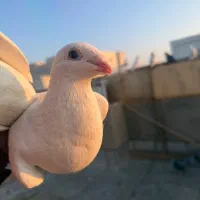 شامی مسافتی سفید|پرنده|سهند, |دیوار