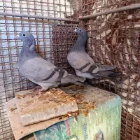 جفت جوجه پلاکی یه پره عتیقه