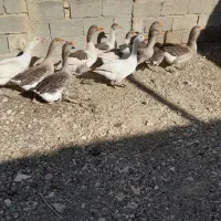 قیمت دونیی۷۵۰|حیوانات مزرعه|شیراز, شهرک گلستان|دیوار