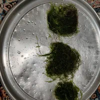 کودبستر و خزه آکواریوم