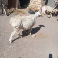 بره قوچی و بز سانن فروشی سربیشه
