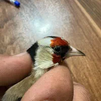 سهره نر قرص بخون