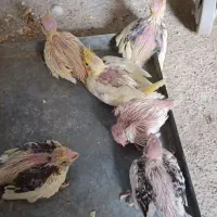 جوجه عروس هلندی سرلاکی