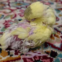 واگذاری جوجه مرغ عشق