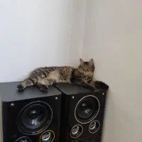 گمشده|حیوانات|مشهد, فاطمیه|دیوار