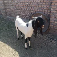 نر بز پاکستانی اصل|حیوانات مزرعه|مه ولات, |دیوار