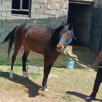 اسب عرب خالص مادیان