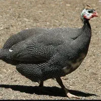 مرغ شاخدار معاوضه با مرغ عربی