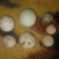 سنگ الماس اسیاب|جواهرات|ماهدشت, |دیوار