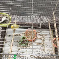 قناری یه جفت|پرنده|قم, حنیف نژاد|دیوار