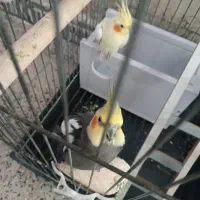 عروس هلندی نروماده