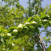 باغ سرسبز در مجموعه باغ تاج محل زیر قیمت کارشناسی|فروش خانه و ویلا|شیراز, ملاصدرا|دیوار
