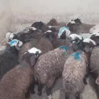 بره ماده داشتی