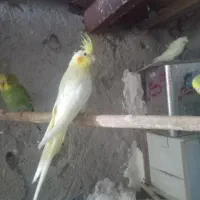 عروس هلندی