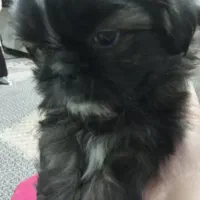 توله شیتزو فلت مینیاتوری اصل|سگ|پرند, فاز ۲|دیوار