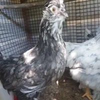 خروس برهما وتعدادی مرغ گلین