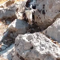 بز معاوضه بامیش|حیوانات مزرعه|ایذه, |دیوار