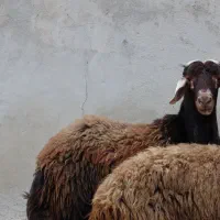 نر  تخمی جوان +4 راس بره و مادر|حیوانات مزرعه|گرگان, |دیوار