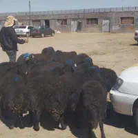 فروش بره