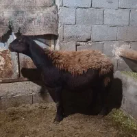 گوسفندماده جوان گوشتی|حیوانات مزرعه|تبریز, |دیوار