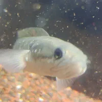 چانا وایت اسپات