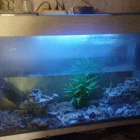 اکواریوم|ماهی|ری, هاشم‌آباد|دیوار