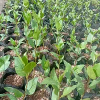 گلدانی درخت