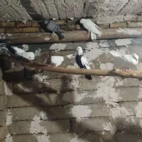 کبوتر مالچه