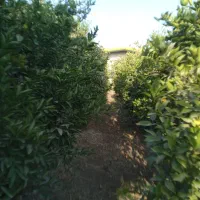 تقویتی ومحلولپاشی باغها..هرس .علفزنی