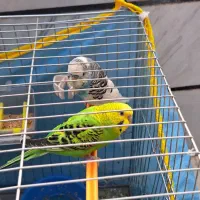 مرغ عشق در شهر دستنا|پرنده|کیار, |دیوار